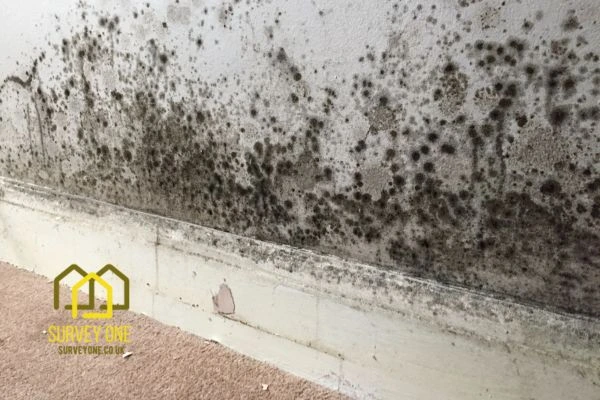 What’s the First Step to Take When You Notice Damp on a Party Wall Stockport?
